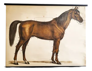 Mid-Century Lithographic Horse Wall Chart, 1960s