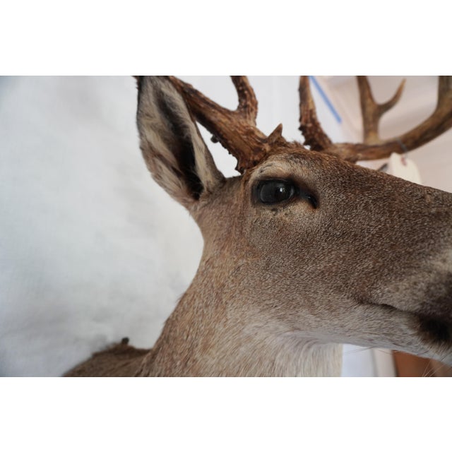 Whitetail Deer 9 Point Mount Head and Bust For Sale - Image 12 of 18
