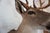 Whitetail Deer 9 Point Mount Head and Bust For Sale - Image 12 of 18