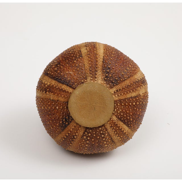 2020s Sea Urchin Percussive Shaker by Ben Rickert, Signed For Sale - Image 5 of 8