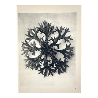 1940s Botanical Blossfeldt Print - No. 5 For Sale
