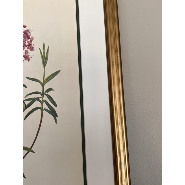 Vintage Botanicals Set of 2- Authentic 1953 Wild Flower Prints For Sale In Greensboro - Image 6 of 6