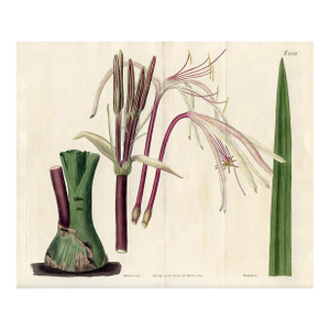 Crinumr Print, Antique Curtis Botanical Print, 1822, Hand Colored Engraving, England