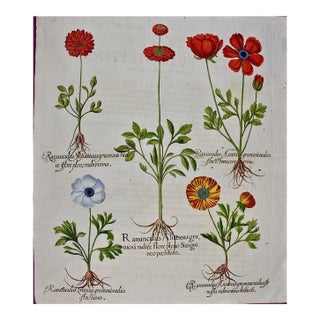 Basilius Besler Buttercup Flowers: A Besler 18th Century Hand-colored Botanical Engraving, 1713 For Sale