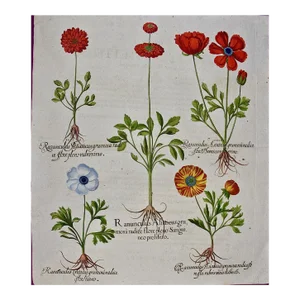 Basilius Besler Buttercup Flowers: A Besler 18th Century Hand-colored Botanical Engraving, 1713