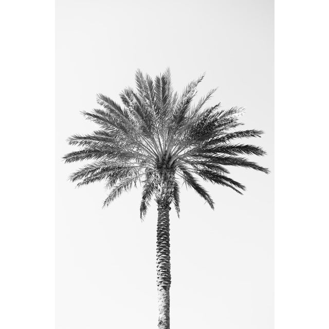 Contemporary Minimalist Black and White 'Palm Tree' Art Print, Large 40 X 60" Fine Art Photography Print, Tropical Coastal Artwork For Sale