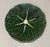Featuring a highly textured, star-burst central vein pattern that stretches out into a detailed scalloped leaf rim, this...
