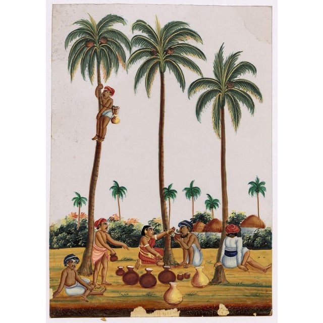Indian Company School, Toddy Drawing, 1800s, Gouache on Paper For Sale - Image 6 of 9