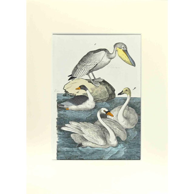 Johann Friedrich Naumann, Pelican, Etching, 1840 For Sale