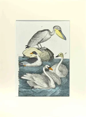 Johann Friedrich Naumann, Pelican, Etching, 1840