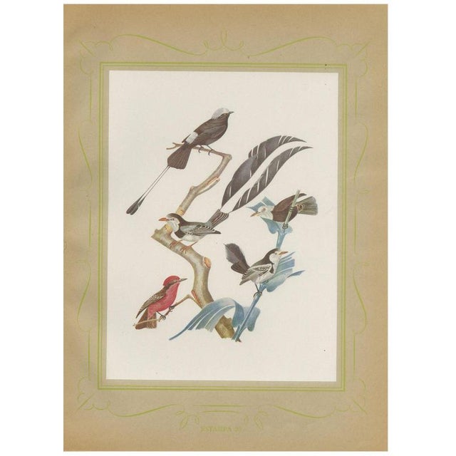 After Descourtilz, Racket-Tailed Motmots and Kingfishers, 1944, Paper For Sale - Image 12 of 12