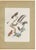 After Descourtilz, Racket-Tailed Motmots and Kingfishers, 1944, Paper For Sale - Image 12 of 12
