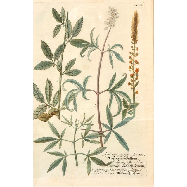 Set of Eight Framed Botanicals by J. Wilhelm Weinmann For Sale - Image 12 of 17