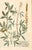 Set of Eight Framed Botanicals by J. Wilhelm Weinmann For Sale - Image 12 of 17