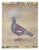 French Artist, Crested Pigeon, Painted Canvas For Sale