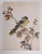 Vintage mid 20th century watercolor on thin paper painting of a yellow and black bird on a tree limb with berries....
