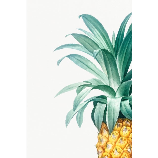 Paper Vintage Pineapple Illustration, Botanical Art Print Reproduction, 24" X 36" For Sale - Image 7 of 10