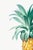 Paper Vintage Pineapple Illustration, Botanical Art Print Reproduction, 24" X 36" For Sale - Image 7 of 10
