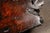 Brown Mid 20th Century Live-Edge Burlwood Root Coffee Table For Sale - Image 8 of 9