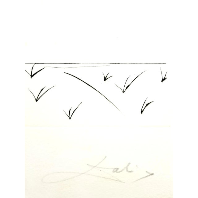 Salvador Dali - Raspberry - Original Hand-Signed Lithograph 1969 For Sale - Image 3 of 11