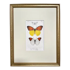 Antique Original French Butterfly Print Hand Color Paris 1835 by Lucas