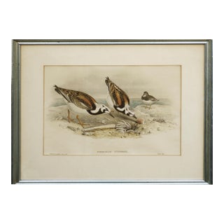 John Gould Turnstone "Strepsilas Interpres" Naturalistic Lithograph Circa 1840-1869 For Sale