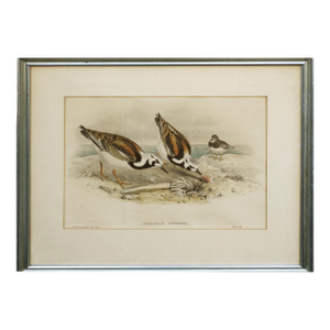 John Gould Turnstone "Strepsilas Interpres" Naturalistic Lithograph Circa 1840-1869
