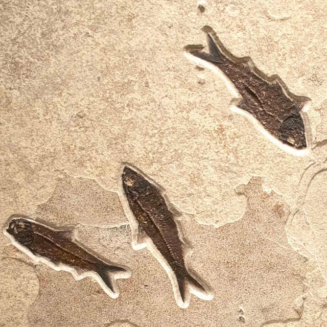Giant Fossil Fish Mural For Sale - Image 4 of 5