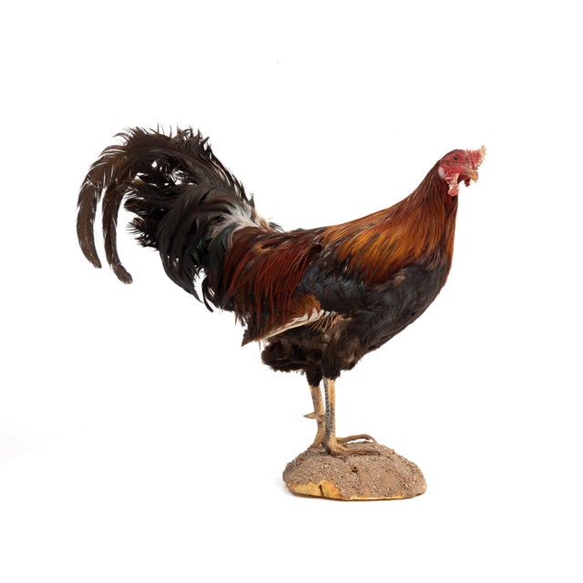 Textile Life-Size Gamecock Taxidermy Mount Brilliant Red Orange Plumage Sand Mount Rooster For Sale - Image 7 of 17