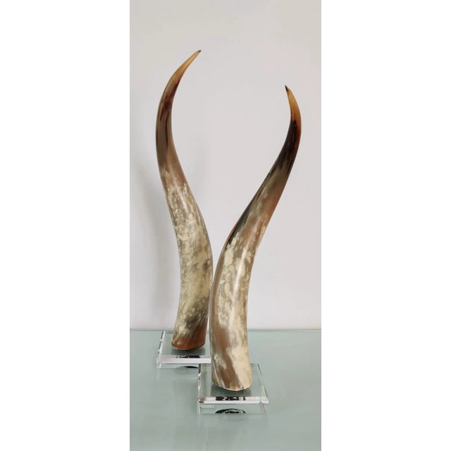 Vintage Texas Longhorns Mounted on Acrylic - a Pair For Sale In Greenville, SC - Image 6 of 8