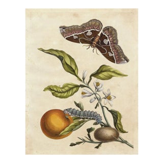 Merian Butterfly 1, Unframed Artwork For Sale