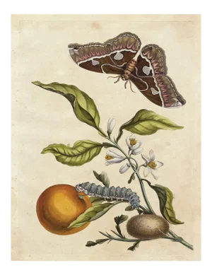 Merian Butterfly 1, Unframed Artwork