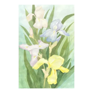 'Irises' by Barbara Johnson, 1992