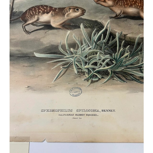 John James Audubon 1847 Spermophilus Spilosoma [Plate 109] Lithograph Print For Sale - Image 9 of 11