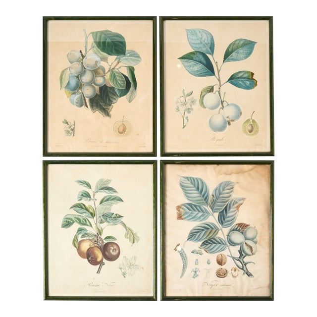 Vintage French Botanical Prints, 1950s - Set of 4 For Sale