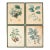 Vintage French Botanical Prints, 1950s - Set of 4 For Sale