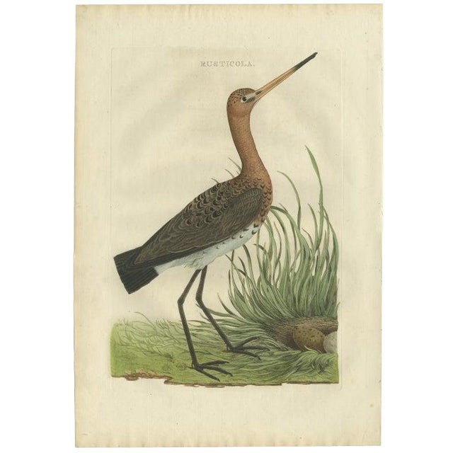 Sepp & Nozeman, Black-Tailed Godwit, 1770, Print For Sale