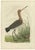 Sepp & Nozeman, Black-Tailed Godwit, 1770, Print For Sale