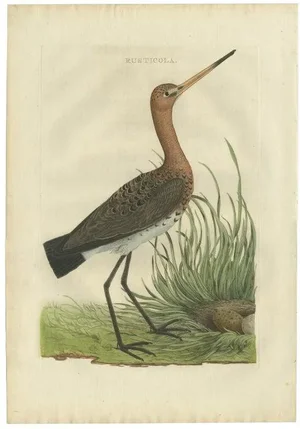 Sepp & Nozeman, Black-Tailed Godwit, 1770, Print