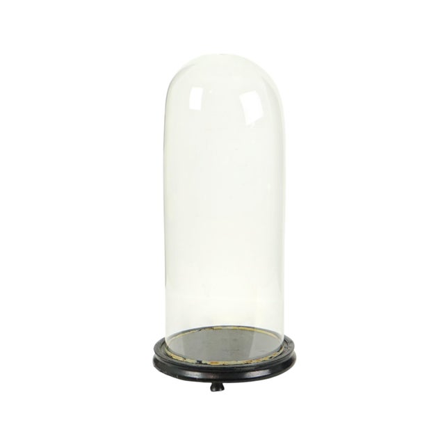 Large Antique Mouth-Blown Glass Dome, 1890s For Sale - Image 13 of 14