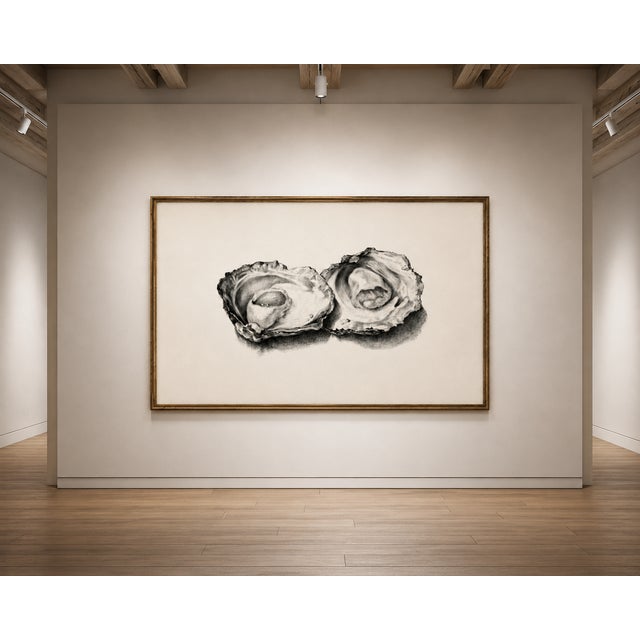Two Opened Oysters, Vintage Natural History Shell Study, 48" X 32" For Sale - Image 10 of 12
