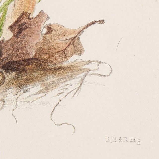 19th Century Pair of Colored Prints of Mushrooms by Anna Maria Hussey, 1847 For Sale - Image 5 of 12