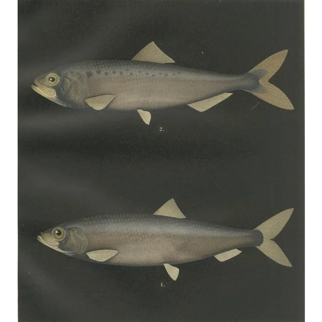 Paper C. Erdmann, Scandinavian Herring and Shad, 1895, Lithograph on Paper For Sale - Image 7 of 10