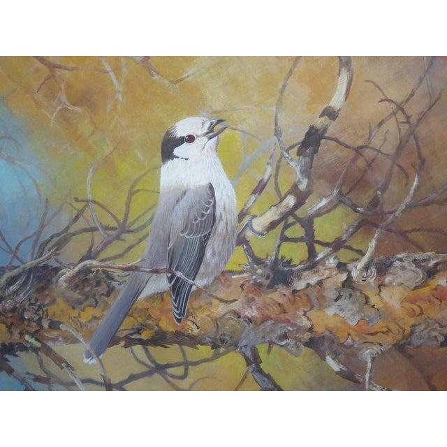 Contemporary Michael Woodcock, Grey Jay, Wildlife Study, 1980s, Watercolour For Sale - Image 3 of 14