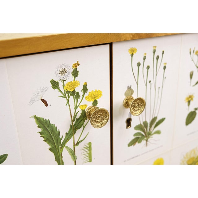 1950s Vintage Cabinet with Illustrations Nordens Flora by C.A.M Lindman, 1950s For Sale - Image 5 of 7