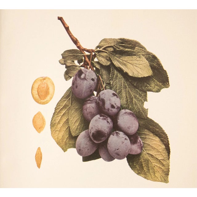 1900 - 1909 1900s U. P. Hedrick, Original Antique Photogravure of Hudson Plums For Sale - Image 5 of 7