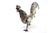Silver Silver Rooster with Reliefs and Applications For Sale - Image 8 of 9