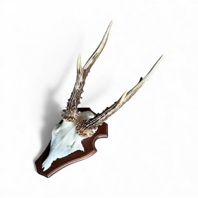 Cabin 1980s Roe Deer Trophy 24 Black Forest Antlers Mount For Sale - Image 3 of 5