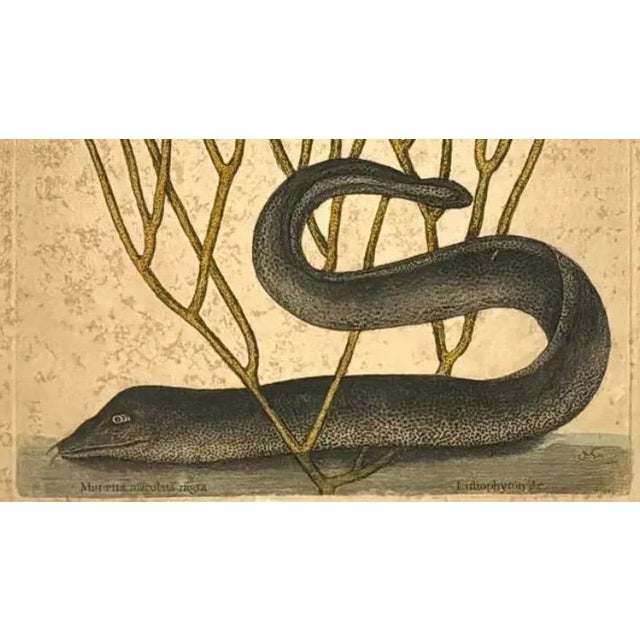 Sculpture Materials Mark Catesby Engraving, "Black Murrey" Moray Eel, Framed For Sale - Image 7 of 9