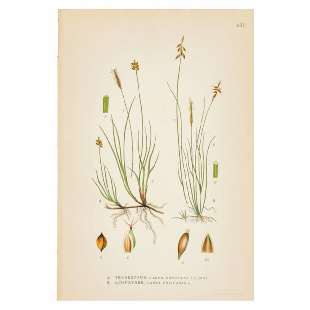 Three original botanical plates from C. A. M. Lindman’s Bilder ur Nordens Flora, illustrating Nordic Carex (sedge) species.